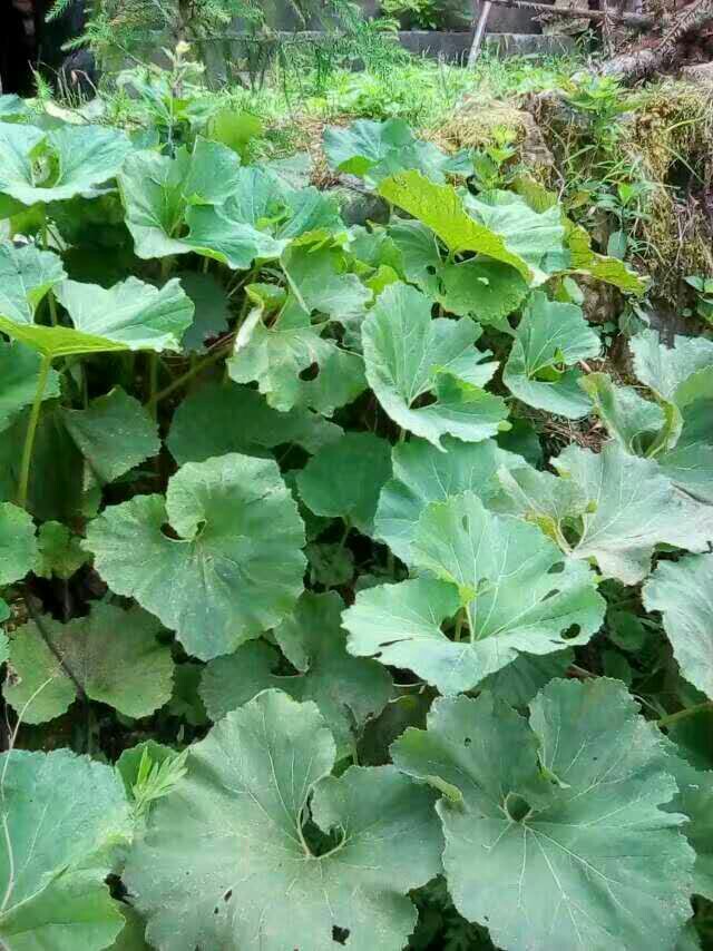 蜂斗菜种苗  山蕗菜种子  大量出售