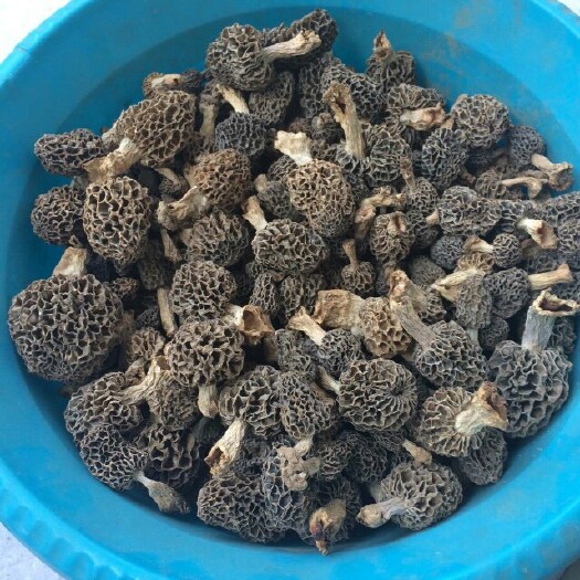单县羊肚菌 干货 3cm~6cm 圆顶 灰黑色 野生