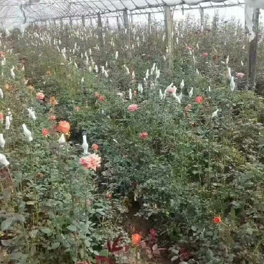 沭阳县大花月季