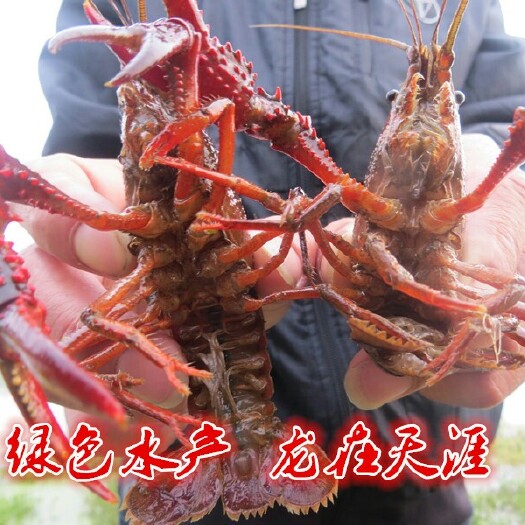小龙虾  荣华农贸。