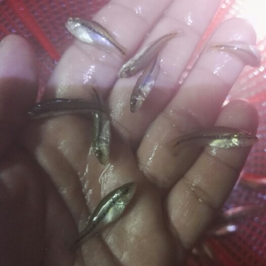 广州 鲈鱼苗，鲈鱼苗批发