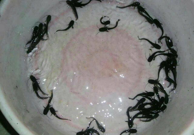 广州鲶鱼苗