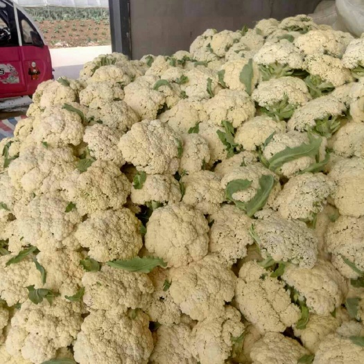 沛县白花菜花 适中 江苏省徐州市沛县 1~2斤