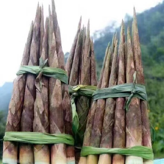 崇州市牛尾笋