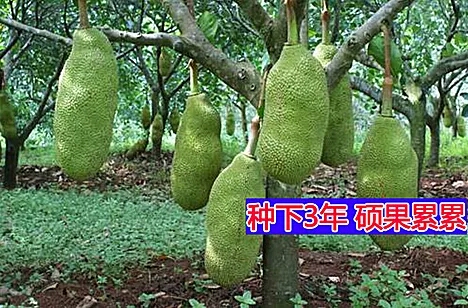 马来西亚一号菠萝蜜苗 