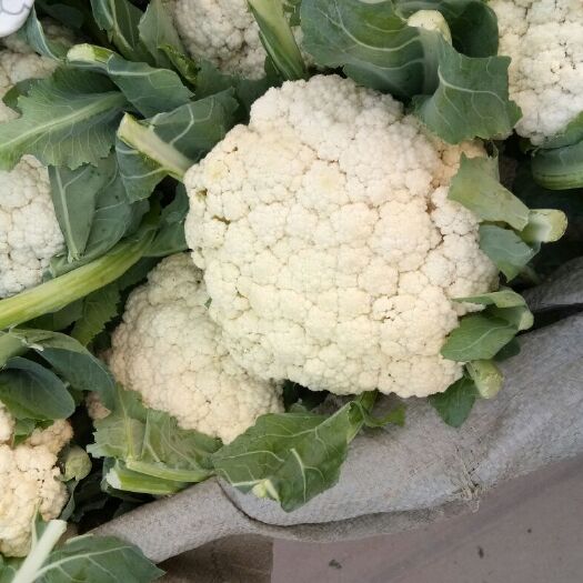 邯郸白花菜花 紧密 1~2斤 乳白色
