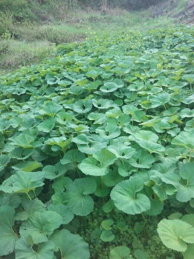 上饶蜂斗菜种苗 山蕗根茎基地直发