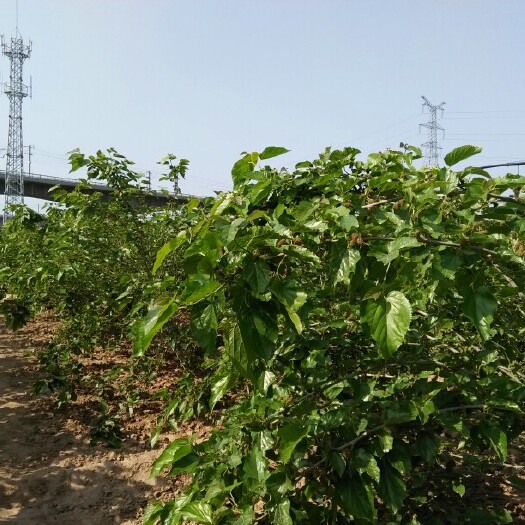 西安大叶桑 3 - 4cm