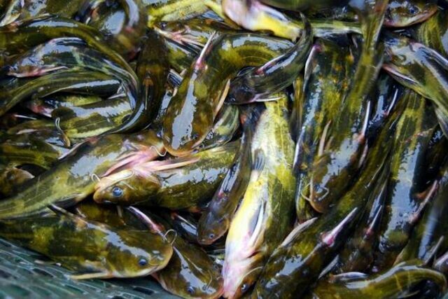 池塘黄颡鱼 人工养殖 0.1公斤