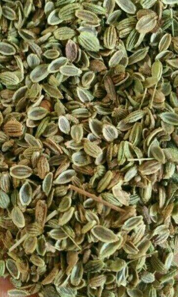 亳州防风种子～关防风种子
种子，