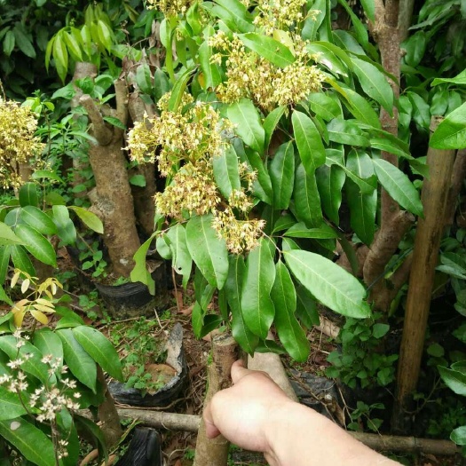灵山县荔枝高压苗