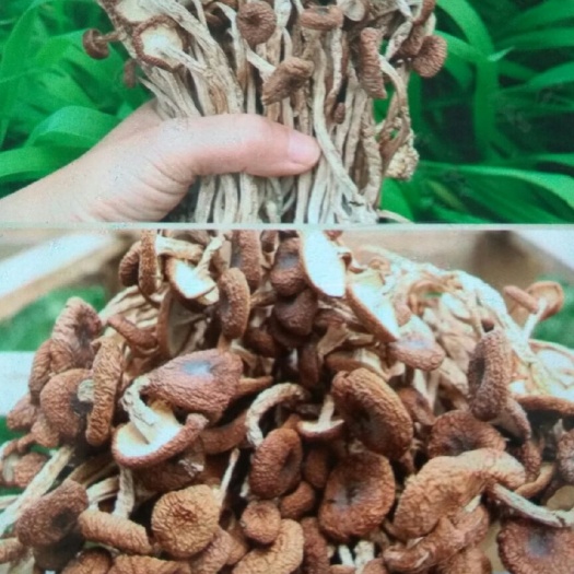 石首市棕褐色帽茶树菇 朵形整齐价格优惠干度好