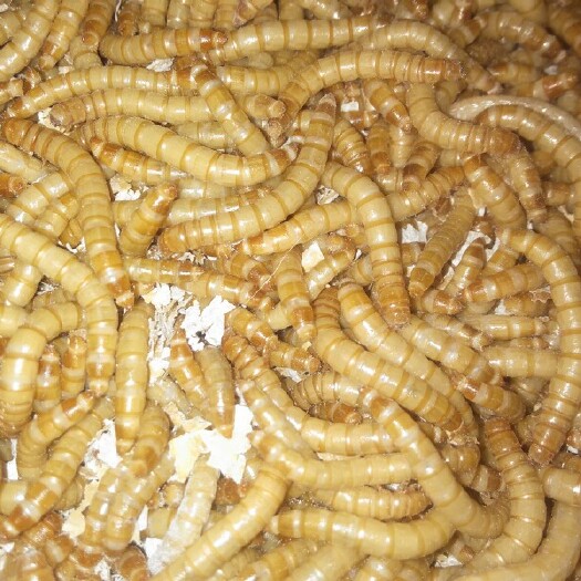 大理市黄粉虫 可以生吃的虫