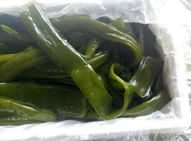  大连海白菜裙带梗，色泽好，幼嫩爽口，适合凉拌，炒，煮。