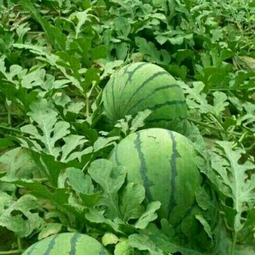 青州市京欣西瓜 1茬 9成熟 8斤打底