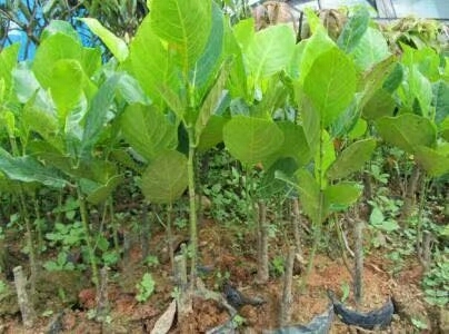 灵山县马来西亚一号菠萝蜜苗 