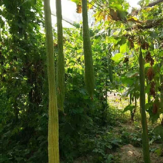 蛇瓜 