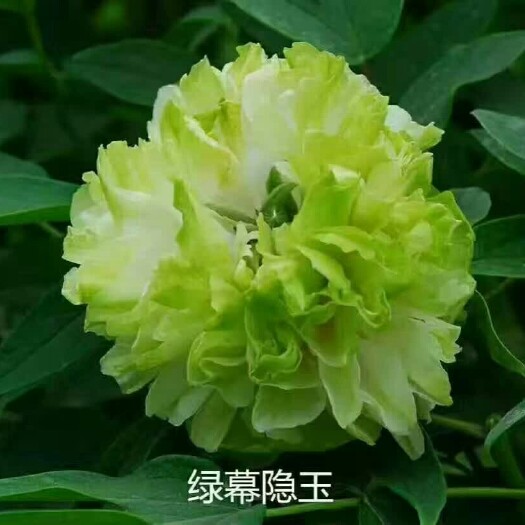 菏泽观赏牡丹 0.5米以下 2cm以下 4cm以下