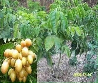灵山县无核黄皮果苗 