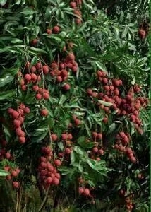 灵山县妃子笑荔枝苗