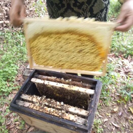 广州荔枝蜜 