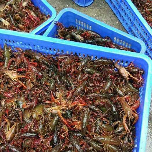 桂林克氏原螯虾 6-8钱 人工养殖