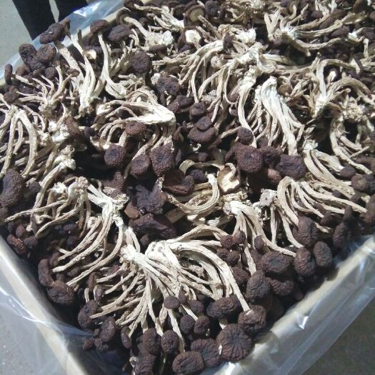 广昌县广昌5号茶树菇 干茶树菇 