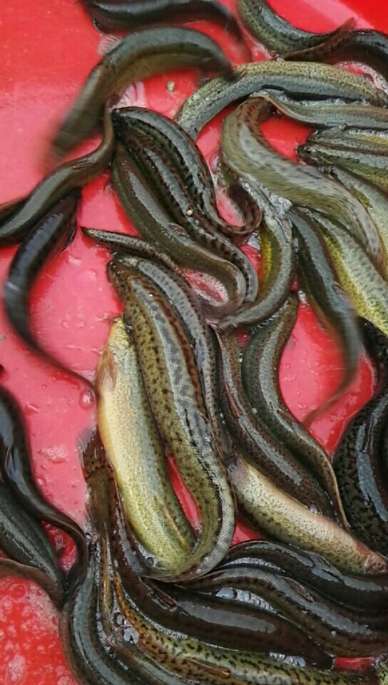 台山市泥鳅 10-15cm 人工养殖