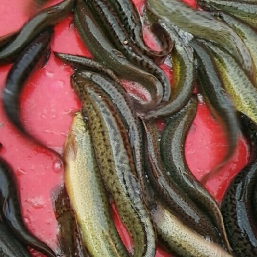 泥鳅 10-15cm 人工养殖