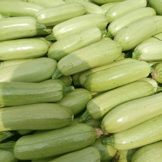 博爱县包菜  春玉甘蓝 我地蔬菜大量上市，质量好，价格合理