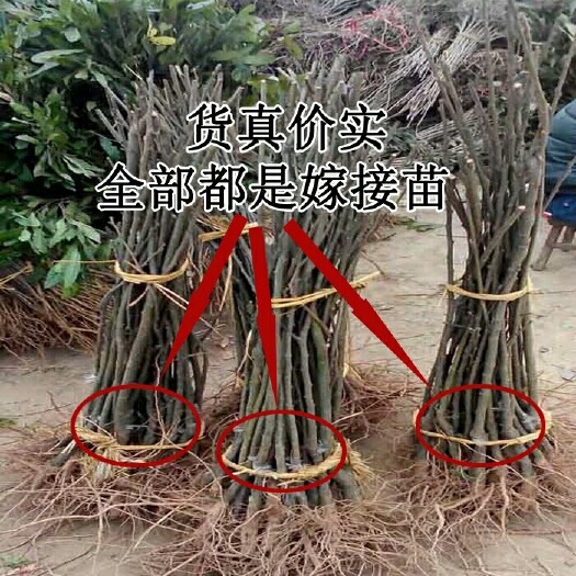 灵山县泰山板栗苗 嫁接苗 0.5~1米