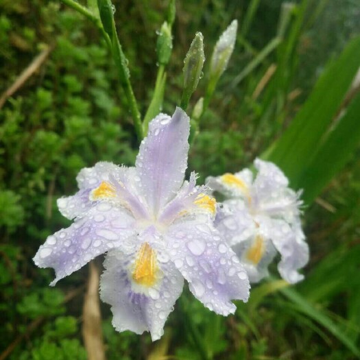 沭阳县鸢尾 