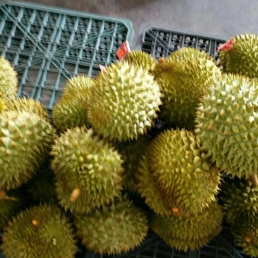 崇左 金枕榴莲