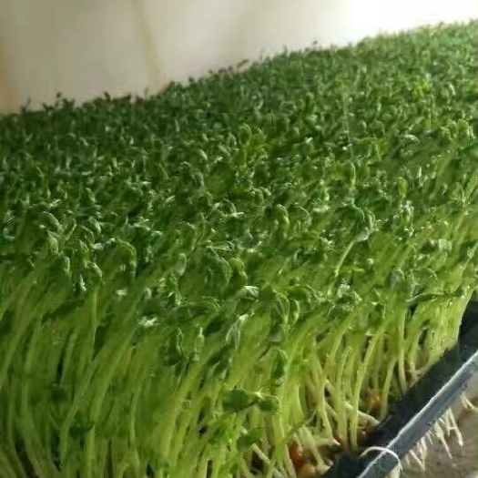 赤峰 豌豆苗，纯水培。