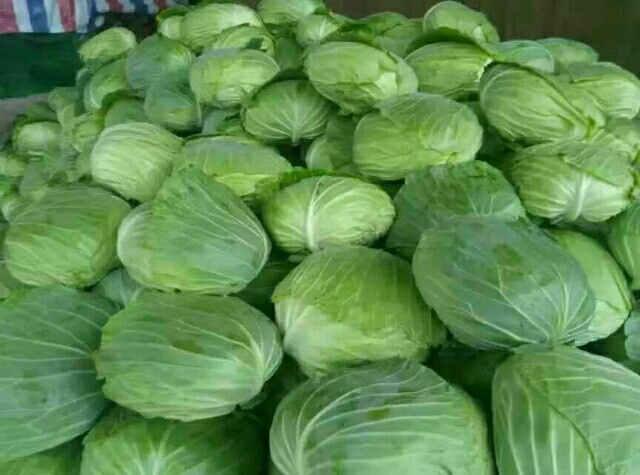 杞县扁球甘蓝 基地直供！货源充足！质量超群！欢迎下单！