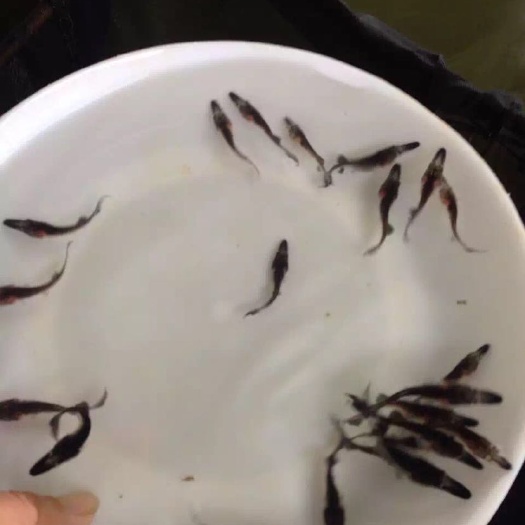 博罗县鸭嘴鱼苗