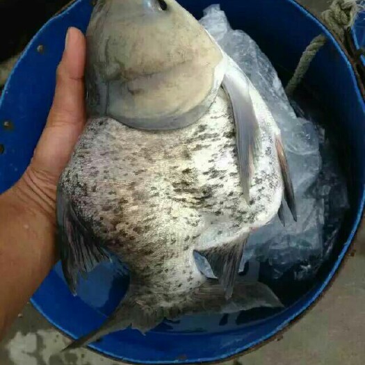 广州雄鱼苗 花鲢 缩骨大头鱼苗