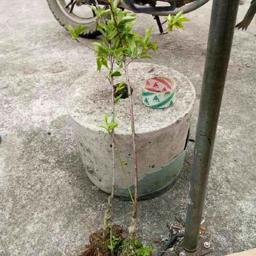 普宁市三华李苗