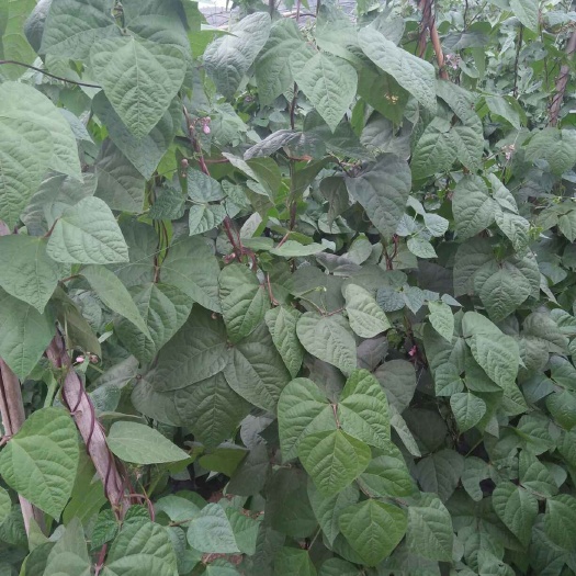 紫花四季豆  四季豆