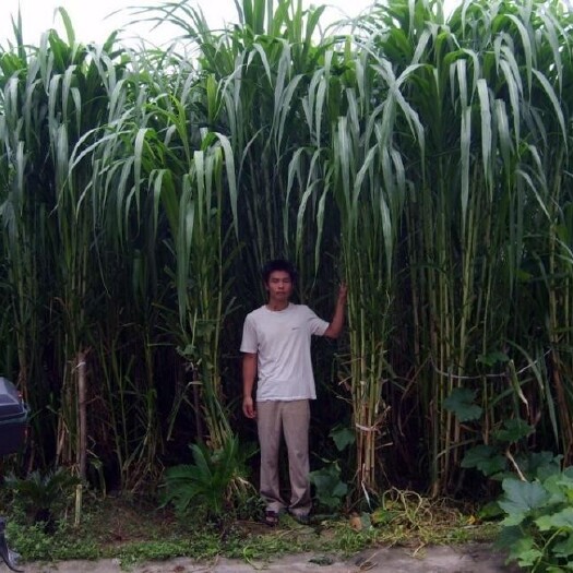梁山县青绿饲料  皇竹草种子，甜象草南方生长牧草，可多年生长。