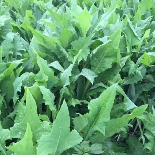 梁山县苦草 苦荬菜，养鸡鸭鹅猪兔的牧草