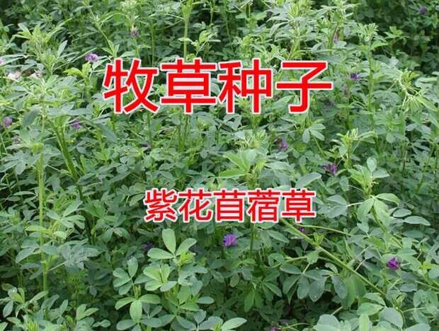 嘉祥县紫花苜蓿 紫花苜蓿