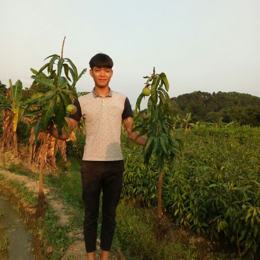 灵山县澳芒苗 