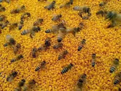  混合蜂花粉