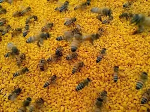 杞县 混合蜂花粉
