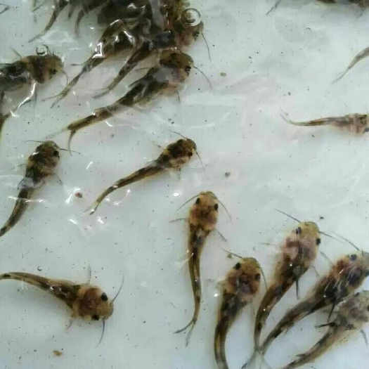 广州黄颡鱼苗