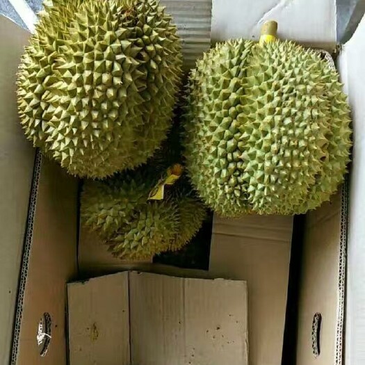 凭祥市金枕头榴莲 泰国正宗金枕