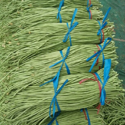 莘县 长豆角