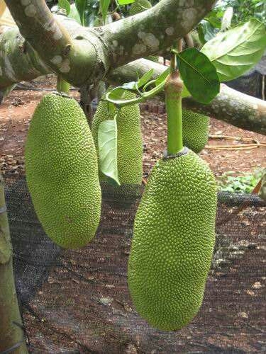 灵山县马来西亚一号菠萝蜜苗 