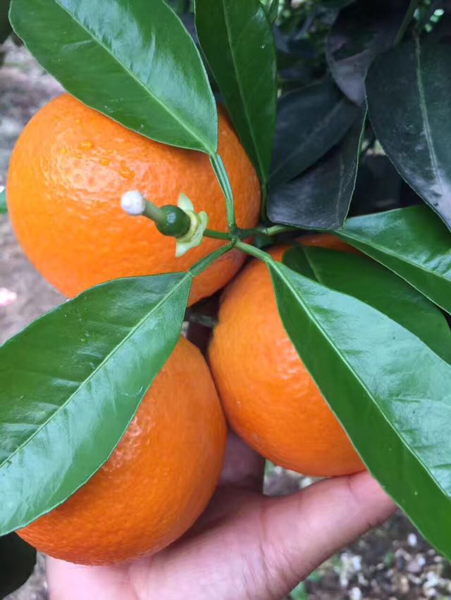 秭归县橙子，秭归夏橙，脐橙